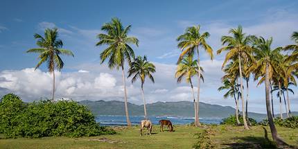 Chevaux dans la province de Samana - République Dominicaine