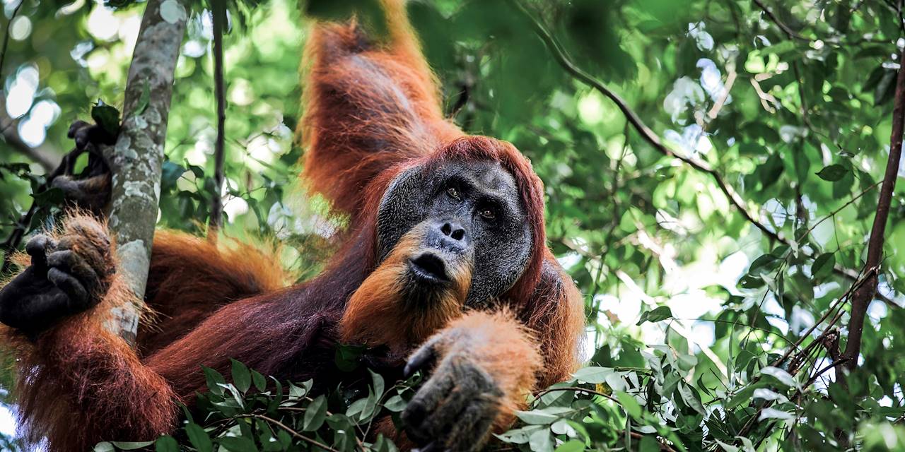 Orang- outan dan le parc national Gunung Leuser - Sumatra - Indonésie