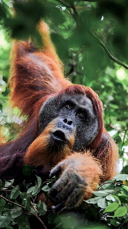 Orang- outan dan le parc national Gunung Leuser - Sumatra - Indonésie