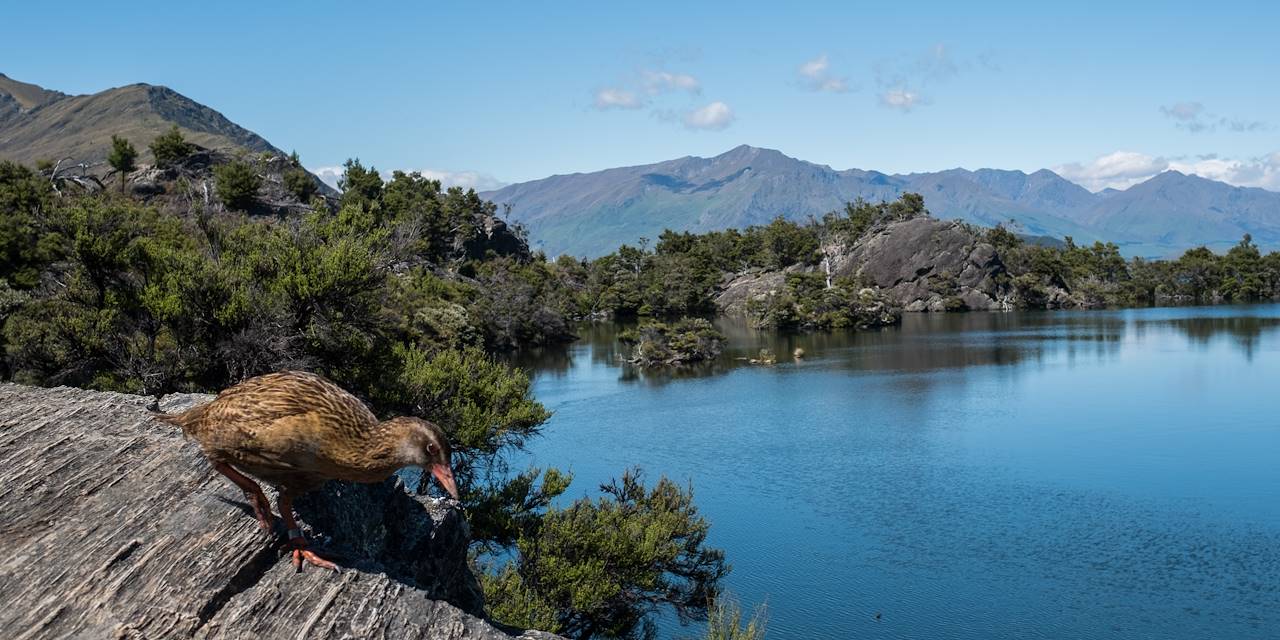 L'île sanctuaire de Mou Waho au cœur du lac Wanaka - Île du Sud - Nouvelle Zélande