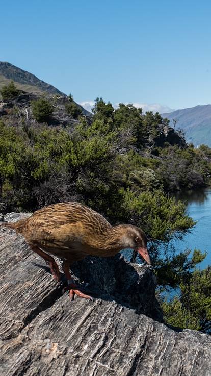 L'île sanctuaire de Mou Waho au cœur du lac Wanaka - Île du Sud - Nouvelle Zélande