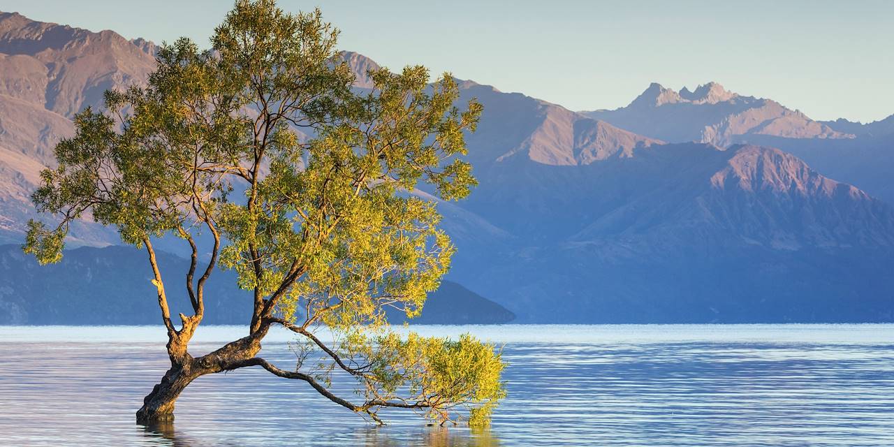 Arbre solitaire du lac Wanaka - Île du Sud - Nouvelle Zélande