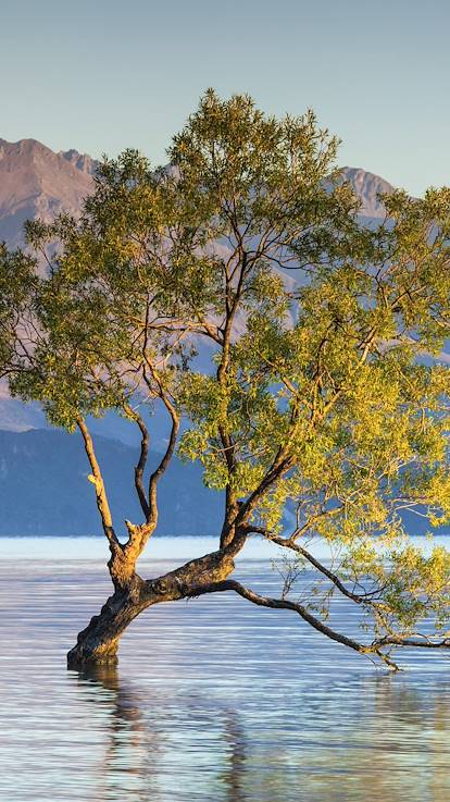 Arbre solitaire du lac Wanaka - Île du Sud - Nouvelle Zélande