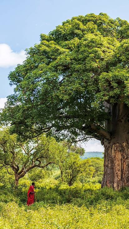 Maasaï face à un beau baobab - Tanzanie