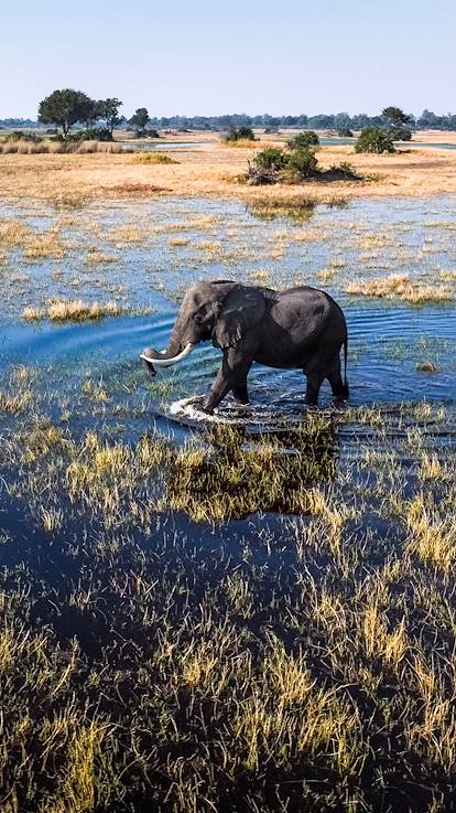 Eléphant marchant dans le delta de l'Okavango - Namibie
