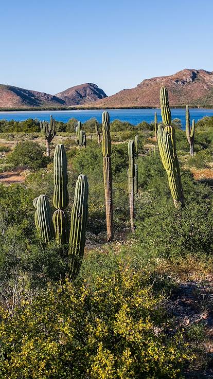 Basse Californie - Mexique