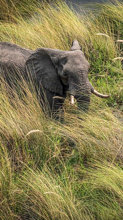Eléphant sur les berges du delta de l'Okavango - Botswana