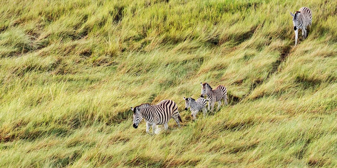 Vue aérienne d'un troupeau de zèbres dans le Delta de l'Okavango - Botswana