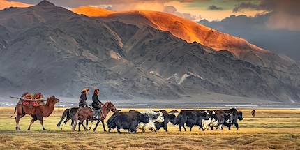 Bergers nomades et leurs bétails dans les vallées de la province de Bayan-Ulgii - Mongolie