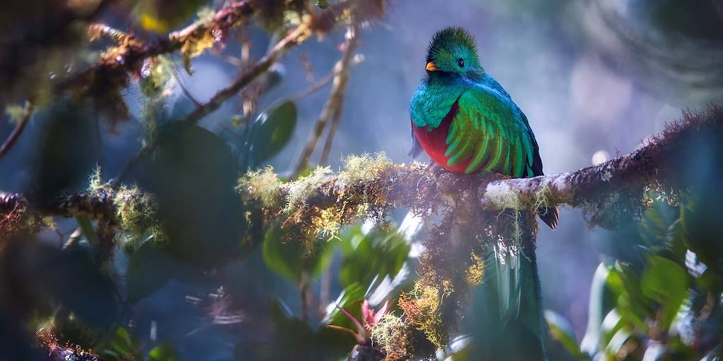 Quetzal au Costa Rica