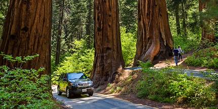 Parc national de Sequoia - Californie - Etats-Unis