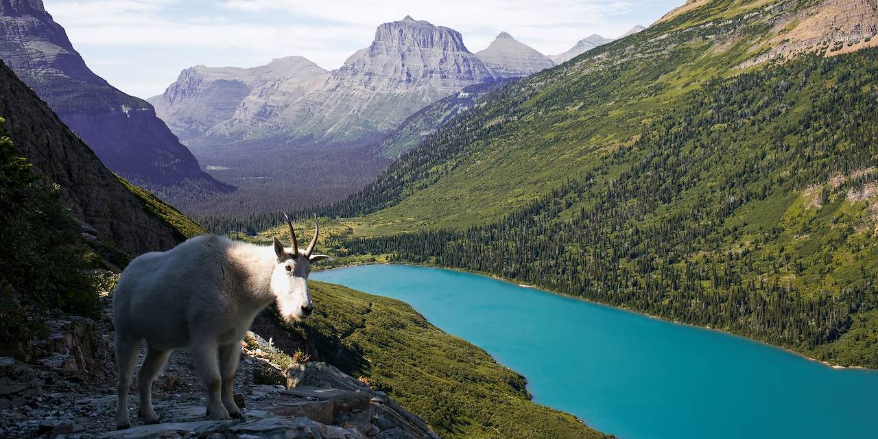 Chèvre des montagnes dans le parc national Glacier - Montana - Etats Unis