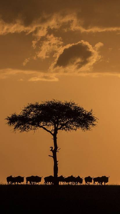Migration d'un troupeau de gnous - Réserve de Masai Mara - Kenya