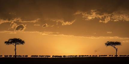 Migration d'un troupeau de gnous - Réserve de Masai Mara - Kenya