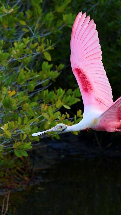 Spatule rosée - Black Point Wildlife Drive - Titusville - Floride - États-Unis