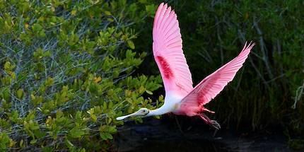 Spatule rosée - Black Point Wildlife Drive - Titusville - Floride - États-Unis