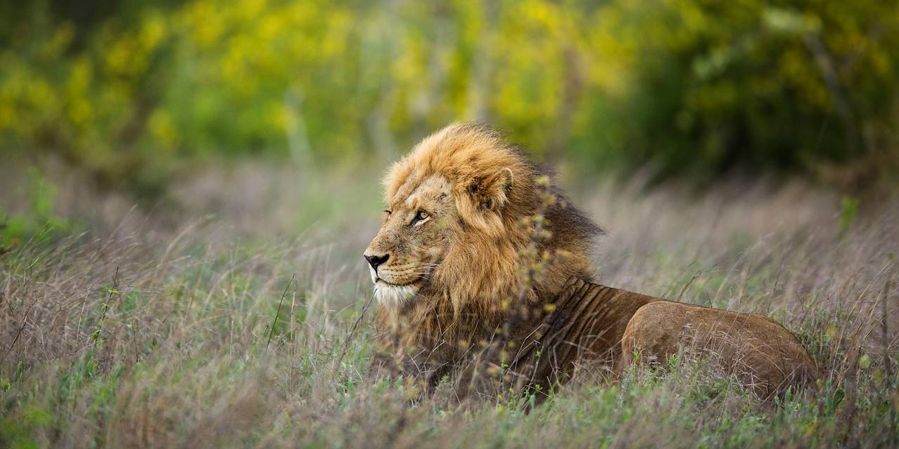 Lion dans le parc Kruger - Afrique du Sud