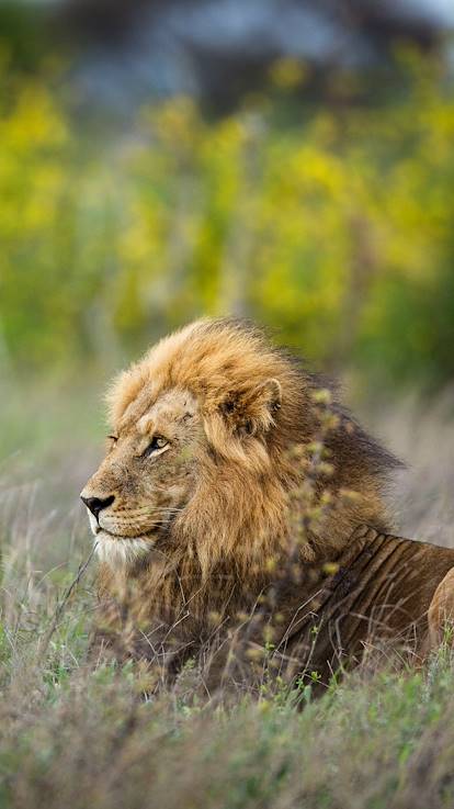 Lion dans le parc Kruger - Afrique du Sud