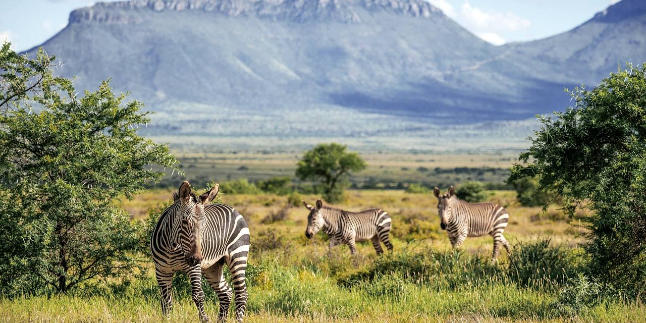 Zèbres dans le parc national de Camdeboo - Graaff-Reinet - Afrique du Sud