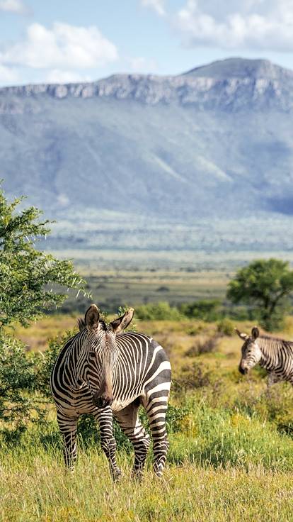 Zèbres dans le parc national de Camdeboo - Graaff-Reinet - Afrique du Sud