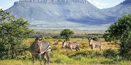 Zèbres dans le parc national de Camdeboo - Graaff-Reinet - Afrique du Sud