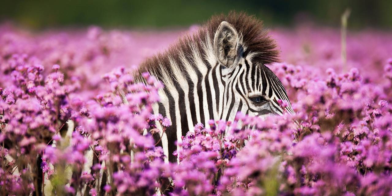 Zèbres au milieu des fleurs sauvages du Namaqualand - Afrique du Sud