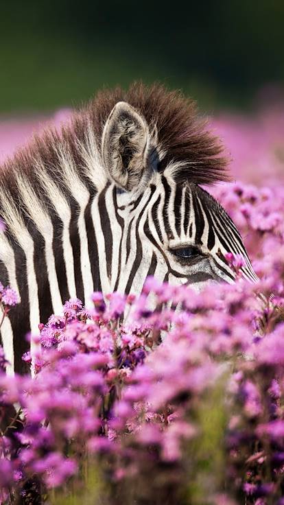 Zèbres au milieu des fleurs sauvages du Namaqualand - Afrique du Sud