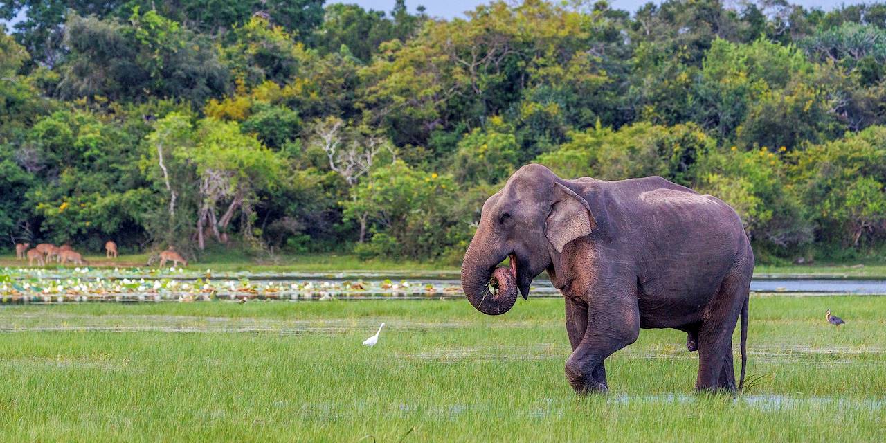 Eléphant dans le parc national Bundala - Sri Lanka