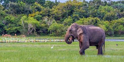 Eléphant dans le parc national Bundala - Sri Lanka