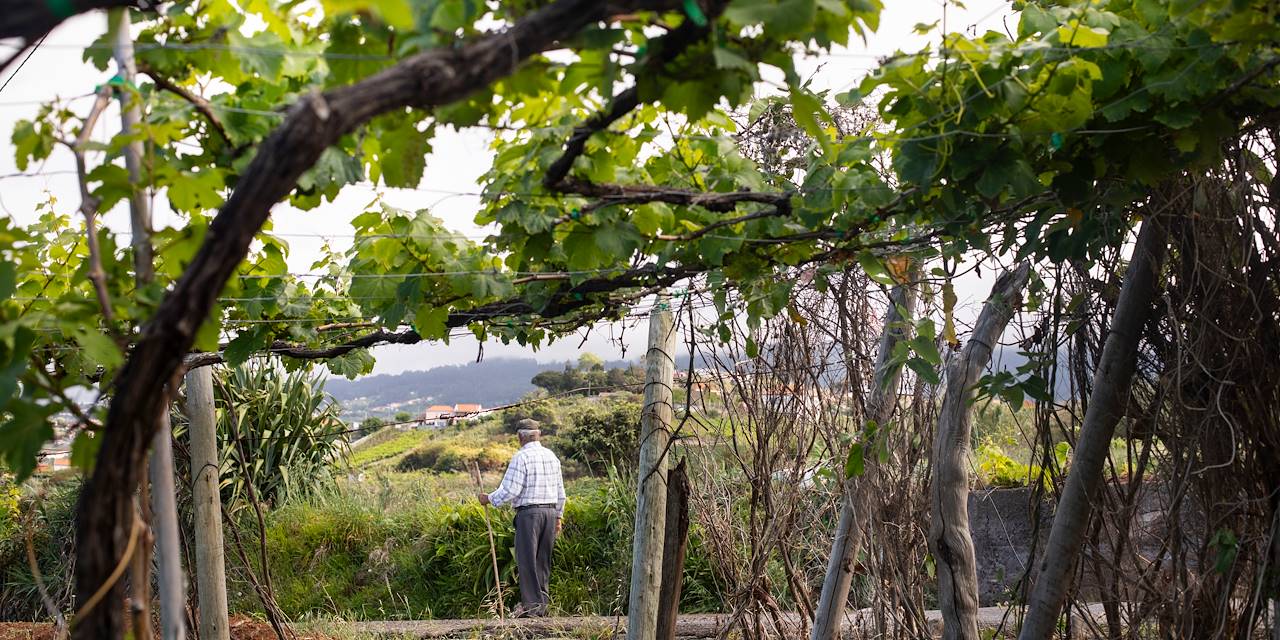 Scène de vie dans les plaines agricoles et vignobles de Slavonie - Croatie