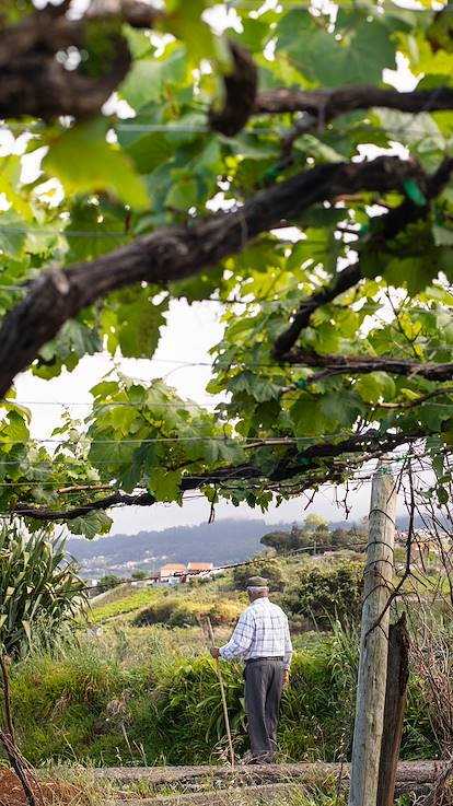 Scène de vie dans les plaines agricoles et vignobles de Slavonie - Croatie