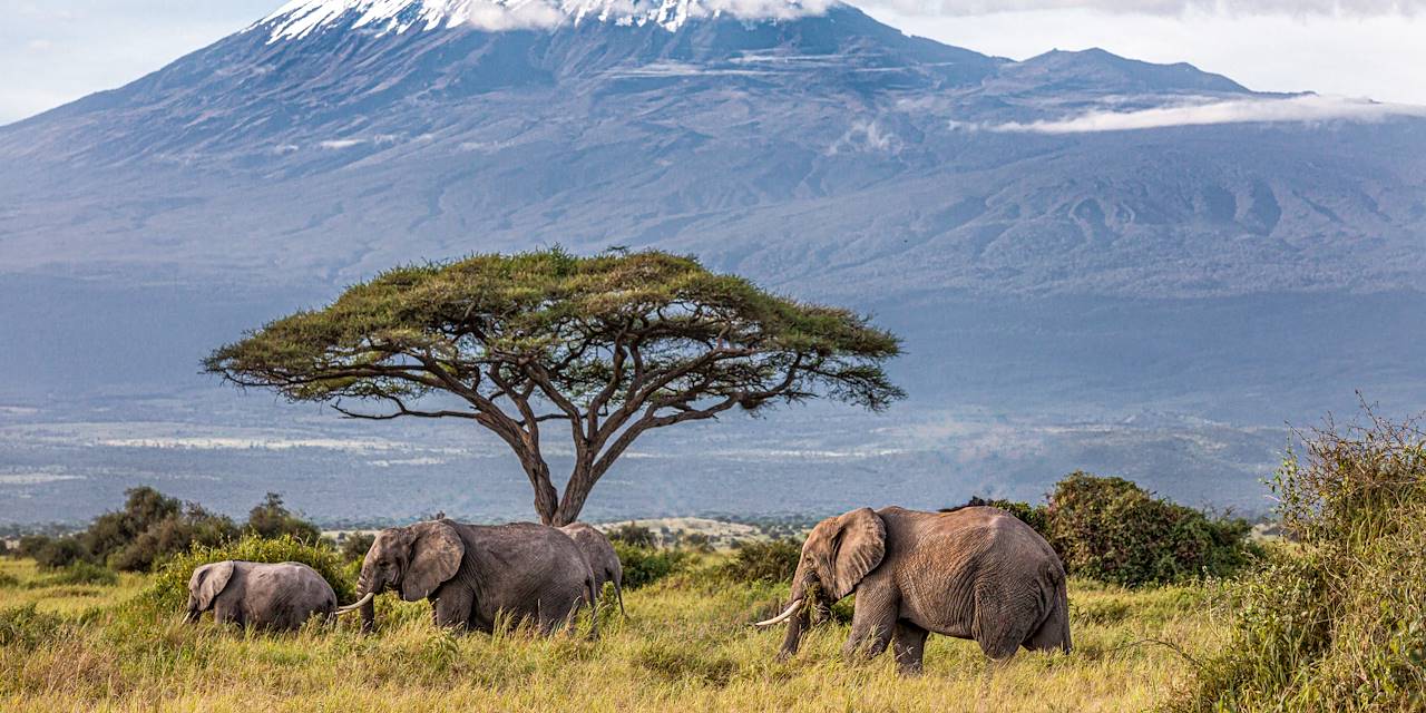 Eléphants face au majestueux Kilimanjaro - Parc national Amboseli - Kenya
