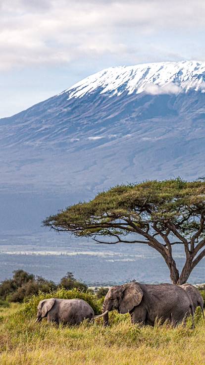 Eléphants face au majestueux Kilimanjaro - Parc national Amboseli - Kenya