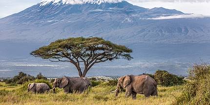 Eléphants face au majestueux Kilimanjaro - Parc national Amboseli - Kenya