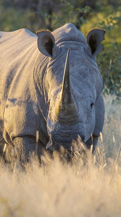 Rhinocéros blanc dans la réserve Ol Pejeta - Kenya