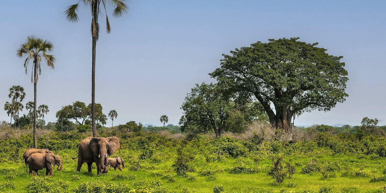 Eléphants dans le parc national du Ruaha - Tanzanie