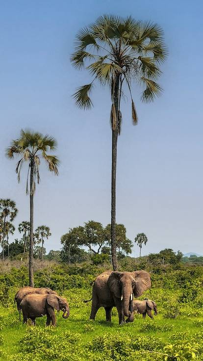 Eléphants dans le parc national du Ruaha - Tanzanie