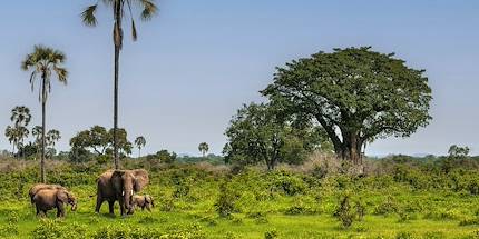 Eléphants dans le parc national du Ruaha - Tanzanie