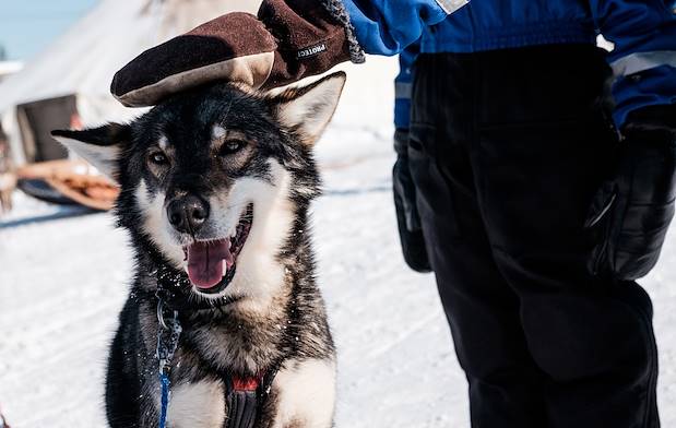 Safari en traîneau à chiens Husky à travers la forêt - Laponie - Finlande