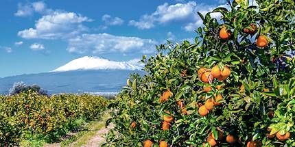 Orangers devant l'Etna - Sicile - Italie