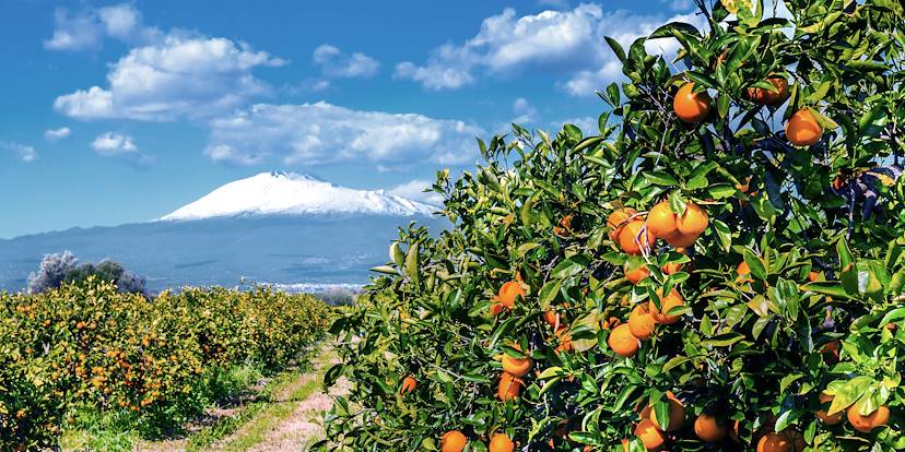 Orangers devant l'Etna - Sicile - Italie