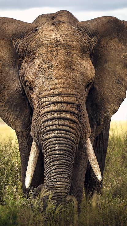Eléphant