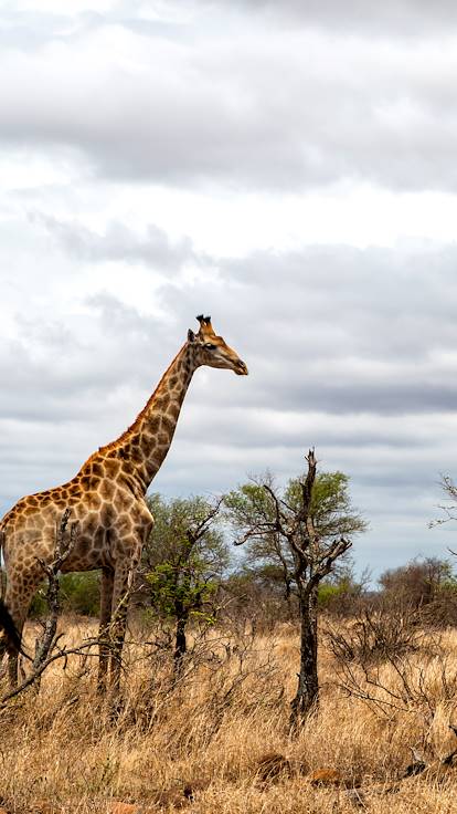 Girafe - Parc national Kruger - Afrique du Sud