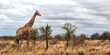 Girafe - Parc national Kruger - Afrique du Sud