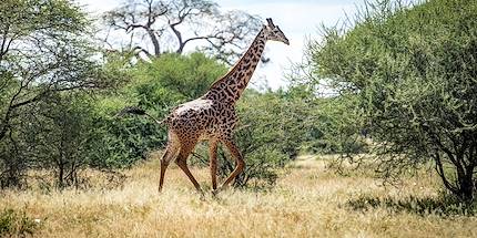 À la découverte du Parc National du Tarangire - Parc du Tarangire - Nord - Tanzanie