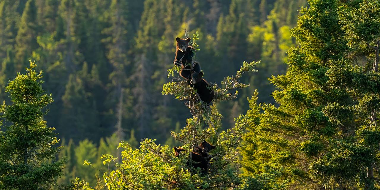Petits oursons accrochés la cime d'un sapin - Québec - Canada