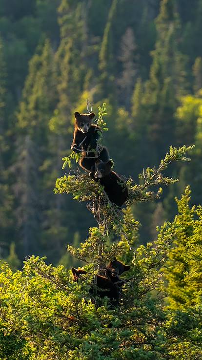 Petits oursons accrochés la cime d'un sapin - Québec - Canada