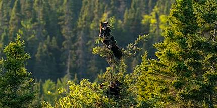 Petits oursons accrochés la cime d'un sapin - Québec - Canada