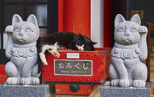 Temple sanctuaire dédié aux chats - Tokyo - Honshû - Japon