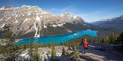 Randonneur face au lac Peyto - Parc National Banff - Alberta - Canada
